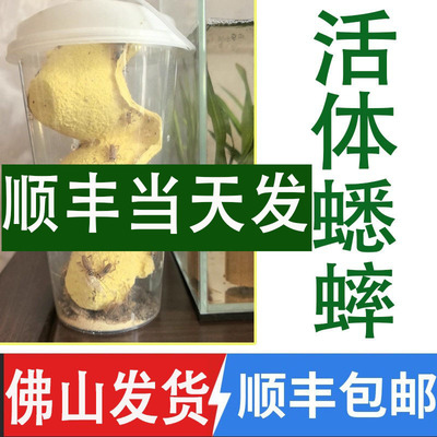 活体白蟋蟀顺丰包邮守宫鱼饲料