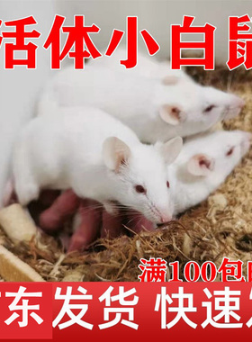 广州活体小白鼠乳鼠红皮粉皮白霜跳跳亚成体繁殖组爬宠物猫饲料