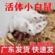 广州活体小白鼠乳鼠红皮粉皮白霜跳跳亚成体繁殖组爬宠物猫饲料