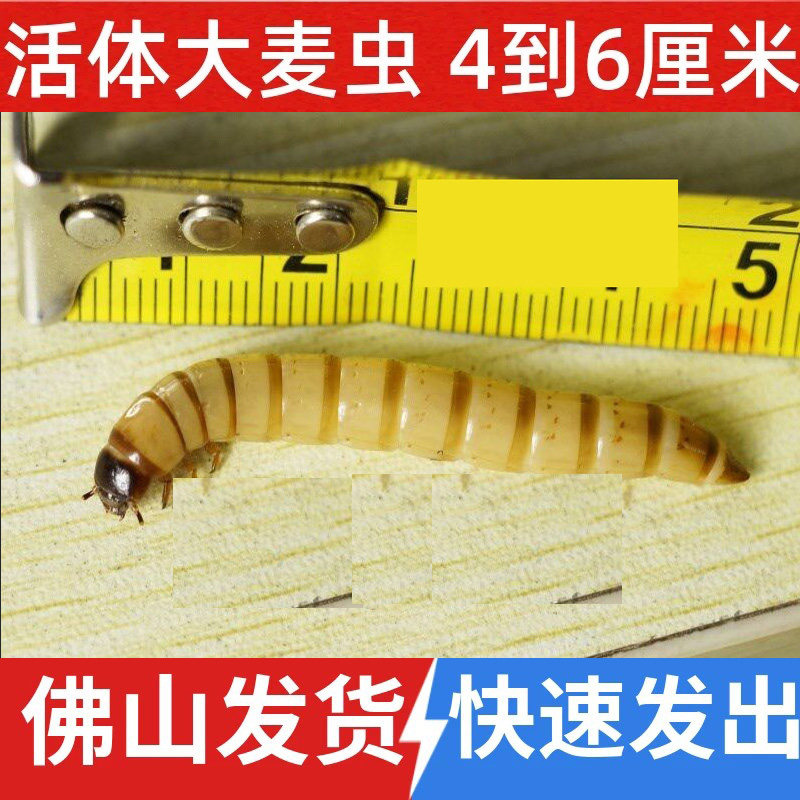 大麦虫佛山发货仓鼠活体饲料鱼饵