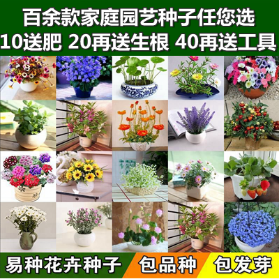 花卉種子滿天星葫蘆向日葵碗蓮草莓四季易種易活室內盆栽植物庭院
