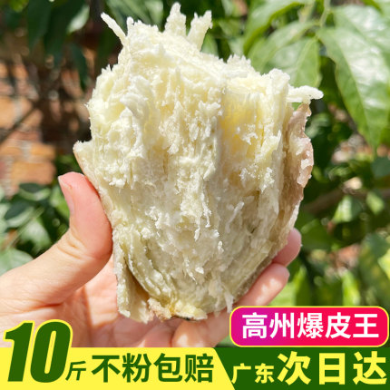 高州爆皮王番薯白心面包王红薯新鲜粉糯香甜现挖农家板栗【直播】