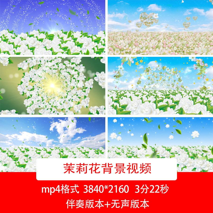 清新茉莉花视频背景茉莉花背景茉莉花海视频茉莉花音乐背景视频
