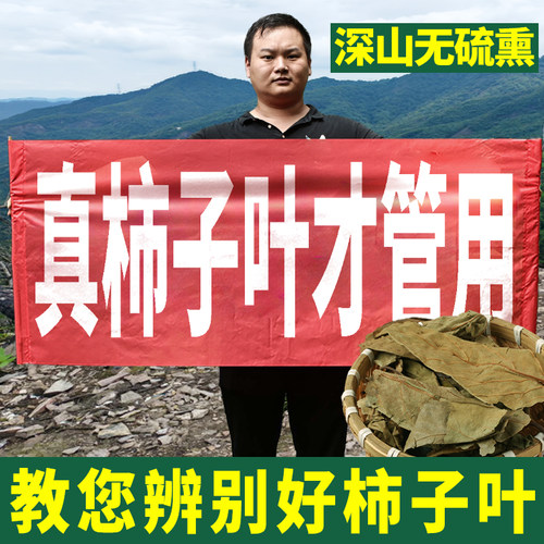 霜后柿子叶神农架中药材