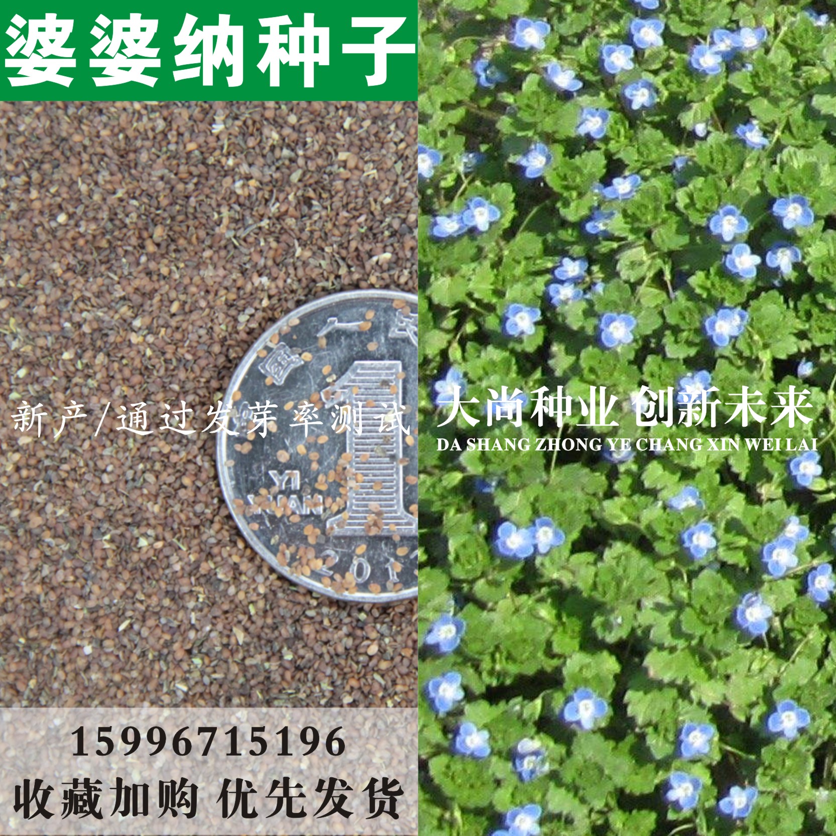 婆婆纳种子香草花卉种子 家庭阳台种植春秋播四季播种耐寒