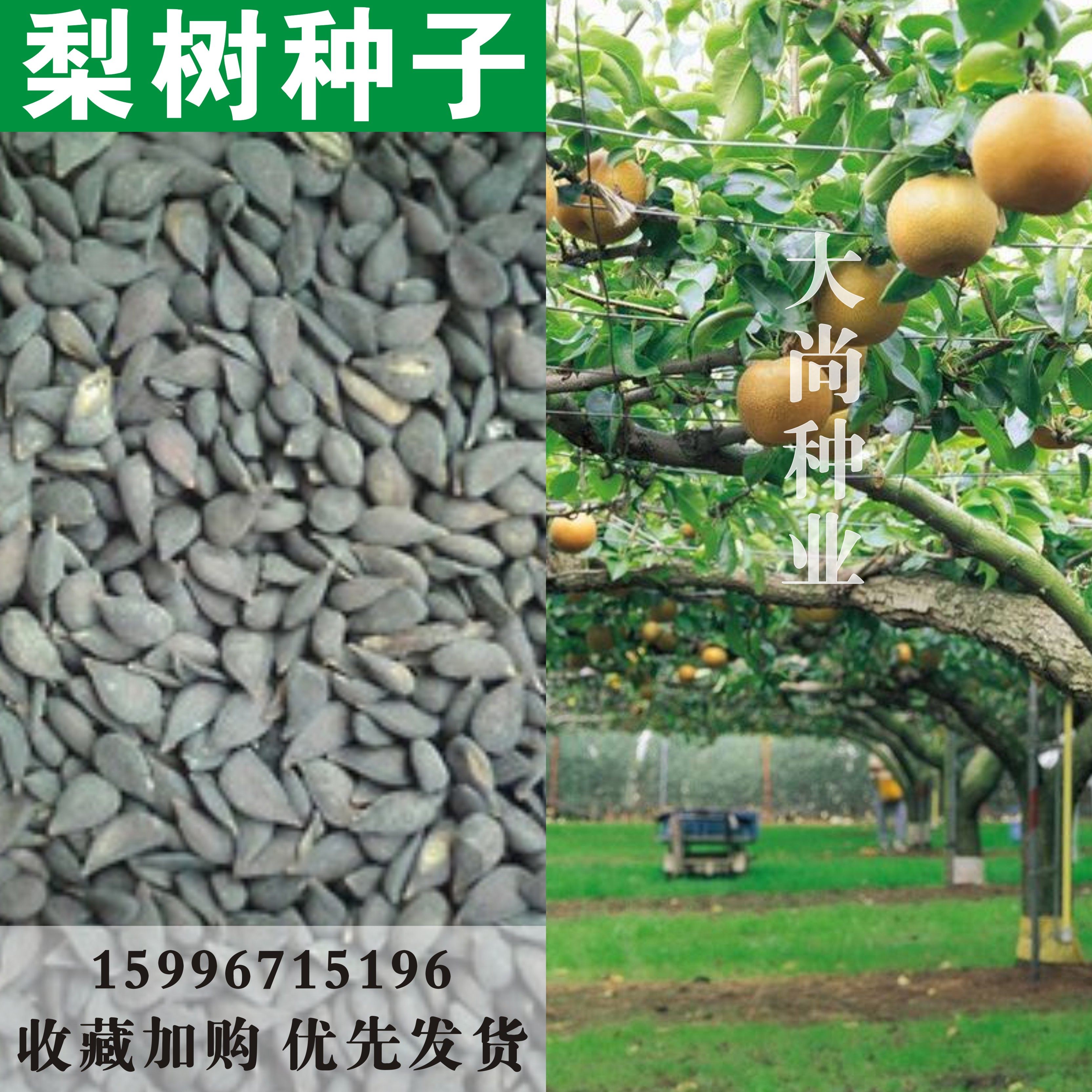 散装梨树种子 杜梨种子 杜梨树种子 棠梨 海棠梨 酸梨子 果树种子