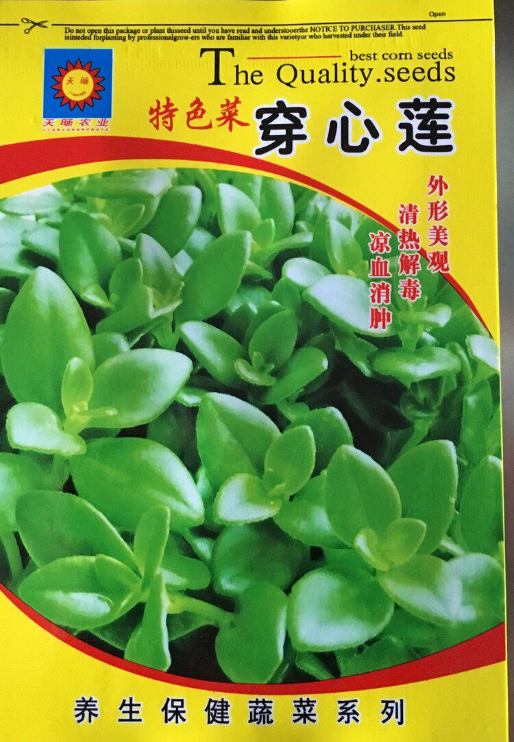 原包精装特色菜 穿心莲种子 凉血消肿 清热解毒 养生保健蔬菜种子
