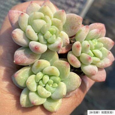 凝脂莲老桩单头劳尔大颗多肉