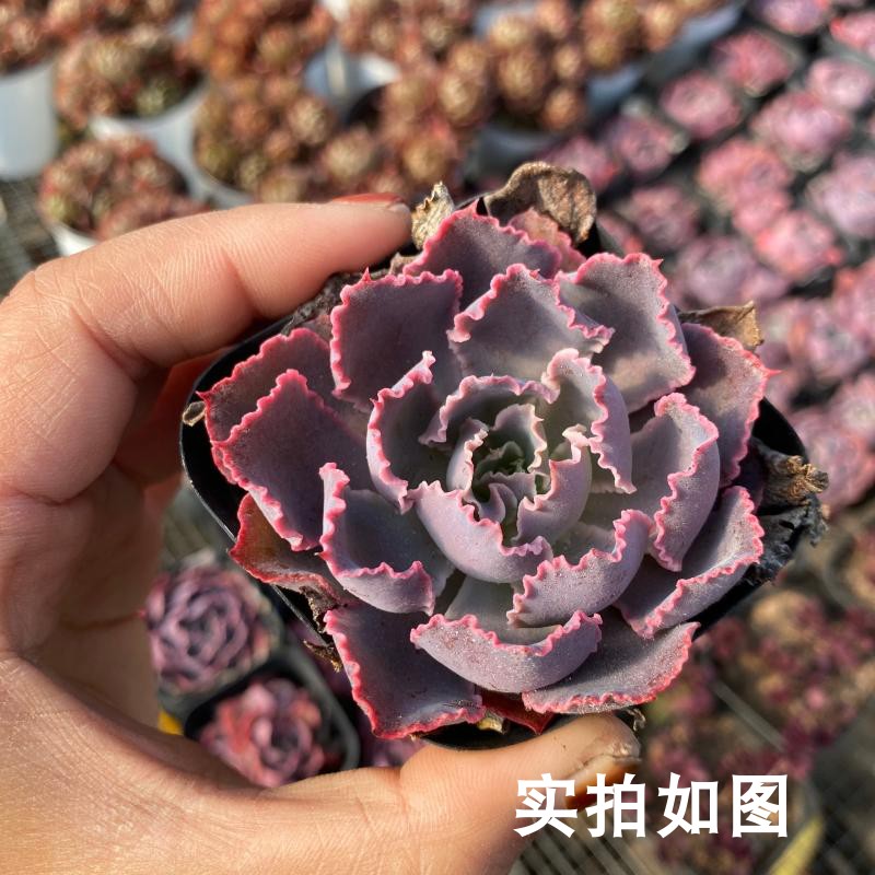 【七总】多肉，晚霞之舞，单头大颗，紫色包菜状态美观好养便宜