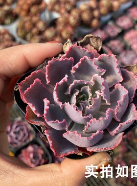 【七总】多肉，晚霞之舞，单头大颗，紫色包菜状态美观好养便宜