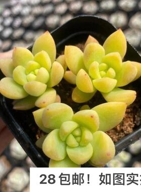 黄丽单头新手好养状态好多肉