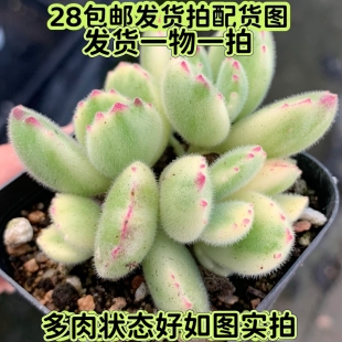 【七总】多肉,白熊,群生多头状态好熊童子毛绒稀有好养一物一拍