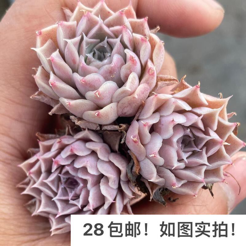 【七总】多肉,海滨格瑞,单头财路海琳娜皱叶月影系粉色