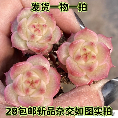 多肉新品麦秆女王杂交一物一拍