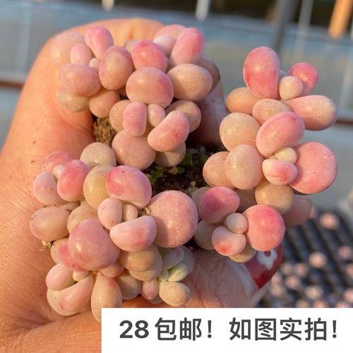 多肉桃蛋丸叶桃之卵老桩群生好养