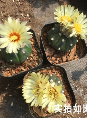实生开花仙人球星兜菲牡丹肋骨