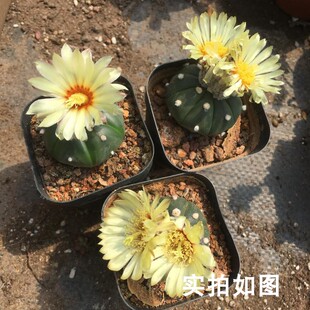 【七总】多肉，星兜，实生鸾凤玉防辐射仙人球仙人掌海鲜球兜