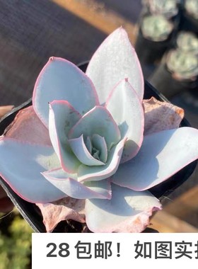 【七总】多肉，广寒宫，三仙，晚霞卢浮宫冰与火凤凰精灵大颗好养