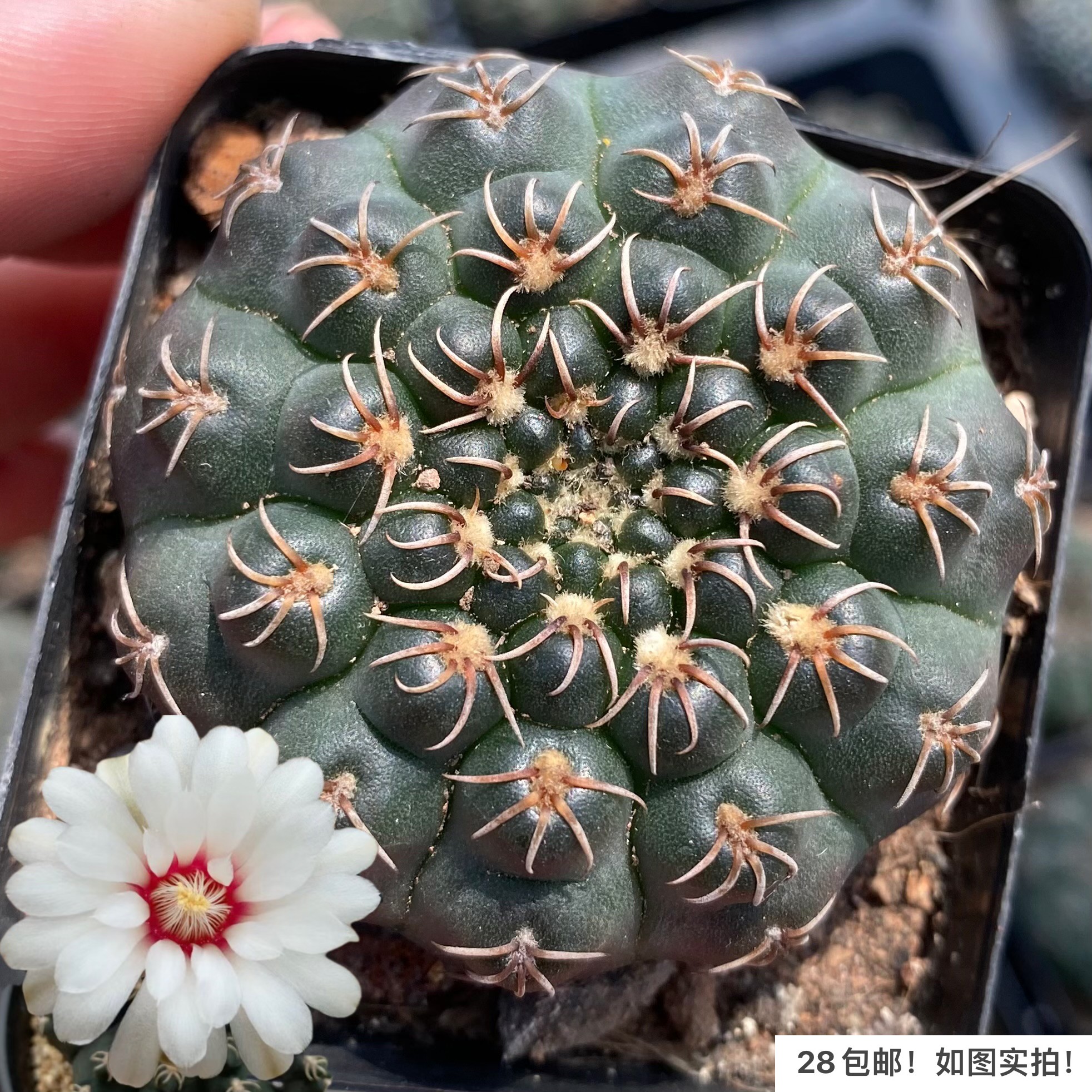 多肉瑞昌玉开花仙人掌一物一拍