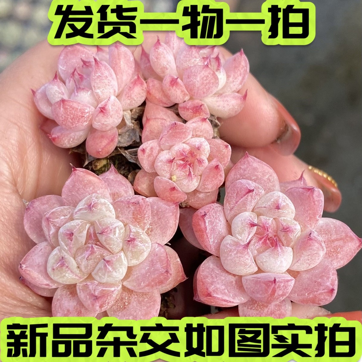 【七总】多肉，冰山蜜桃，杂交如梦令暗纹糖心新品一物一拍,鲜花速递/花卉仿真/绿植园艺,多肉植物,淘宝优惠券,粉丝福利购,淘宝优惠卷