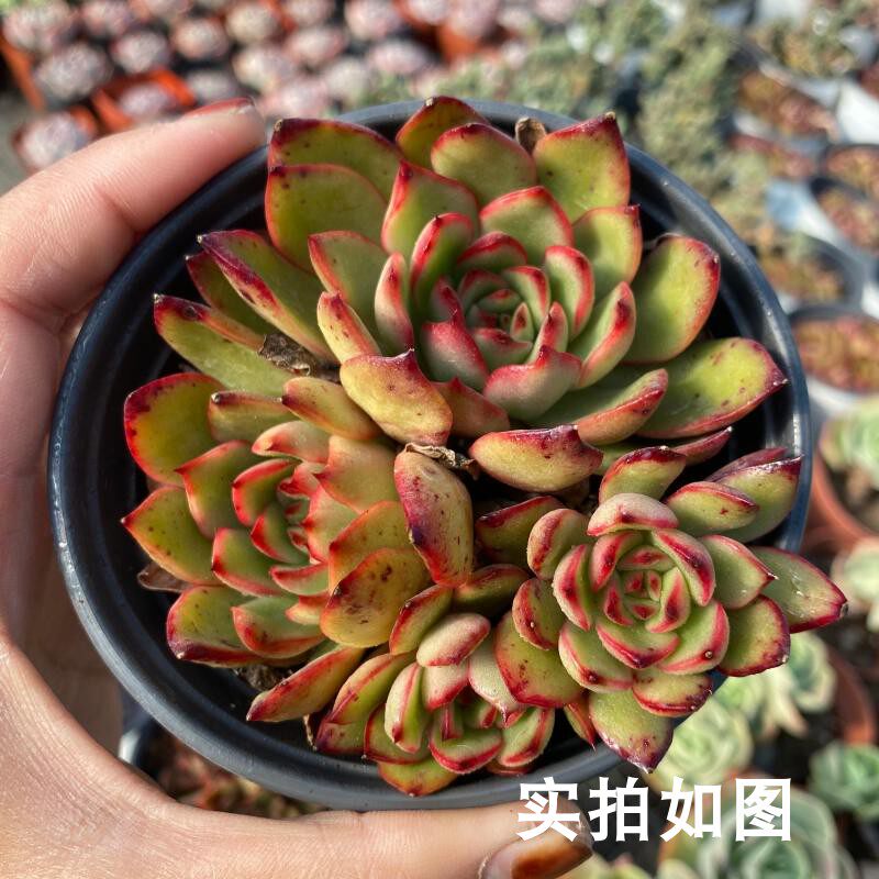 【七总】多肉,保利安娜,宝莉安娜红色单头群生状态稀有