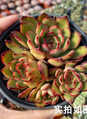 【七总】多肉，保利安娜，宝莉安娜红色单头群生状态稀有