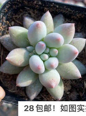 【七总】多肉，所罗门，单头大颗粉色肥红蜻蜓状态美观好养便宜