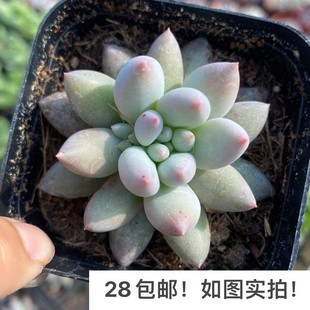 【七总】多肉，所罗门，单头大颗粉色肥红蜻蜓状态美观好养便宜