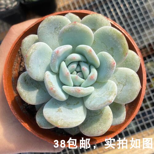 雪莲多肉多少钱 雪莲多肉价格 小麦优选