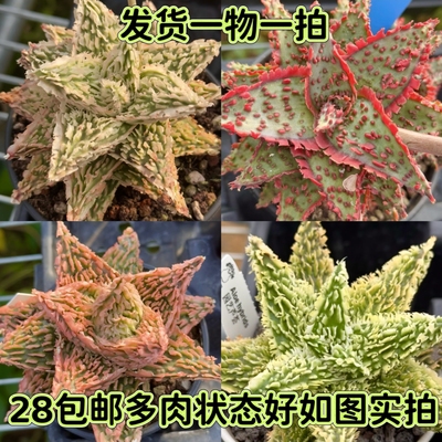 超级芦荟精品优选实生一物一拍