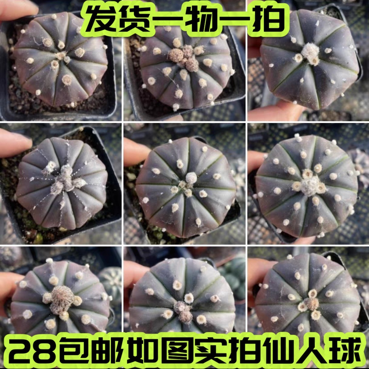 多肉,实生紫皮星兜,仙人球琉璃兜大疣兜紫色兜一物一拍