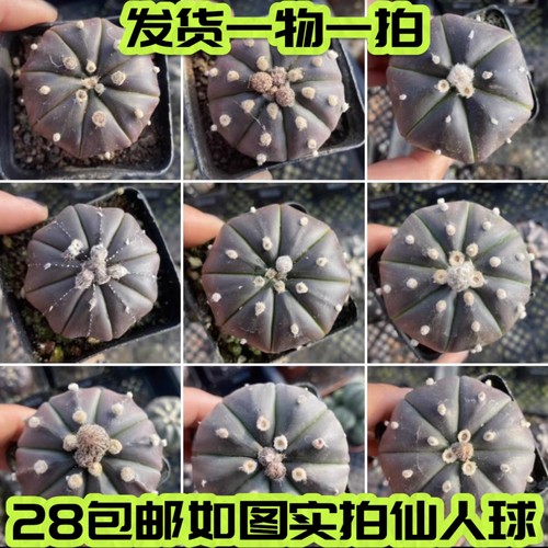 一物一拍实生紫皮兜仙人球多肉