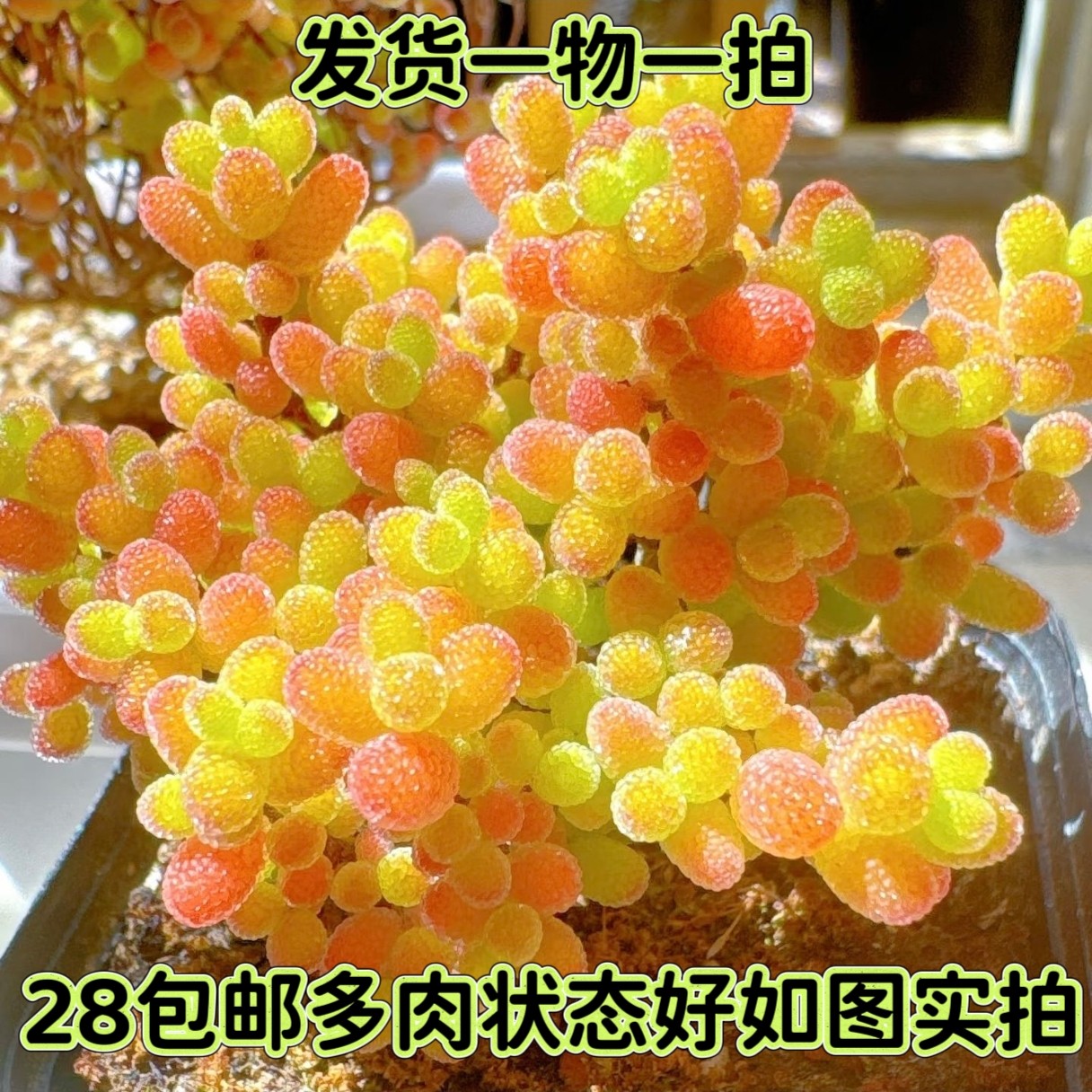 【七总】多肉，枝干番杏，翡翠糖球紫水晶莱斯护盆草开花一物一拍