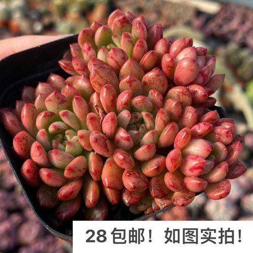 红宝石群生多头红色多肉