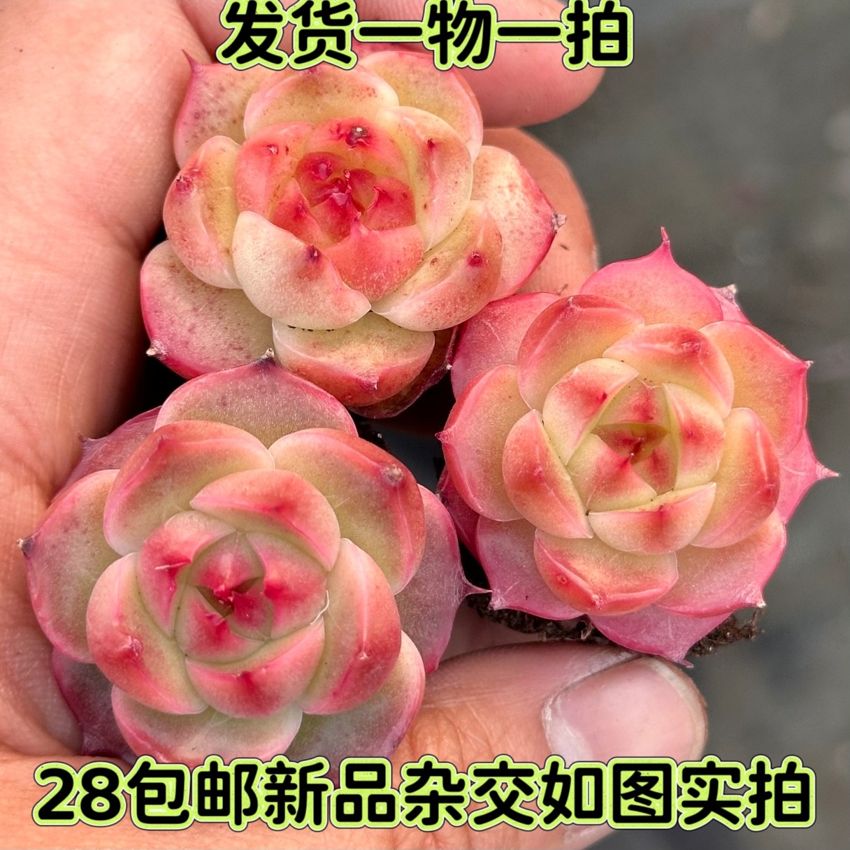 【七总】多肉，红樱，杂交麦秆糖心暗纹包子果冻色一物一拍