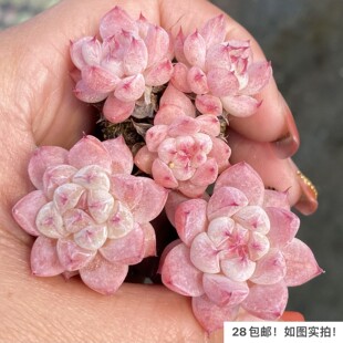 【七总】多肉,冰山蜜桃,杂交如梦令暗纹糖心新品