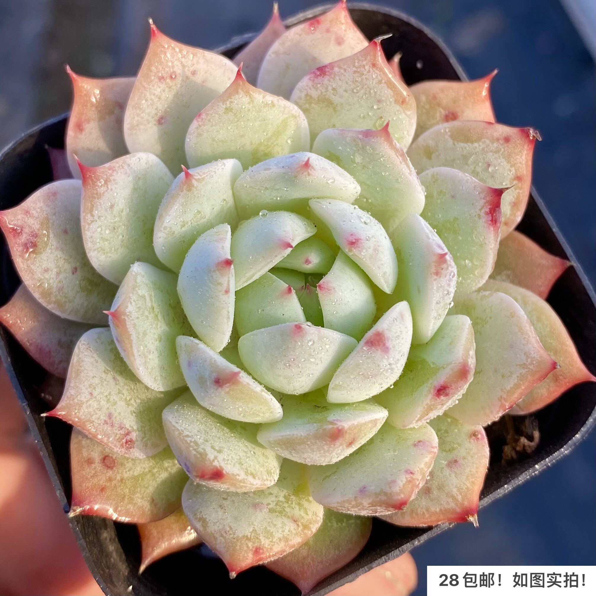 【七总】多肉,tp,蒂比单头大颗群生粉色状态稀有美观好养便宜