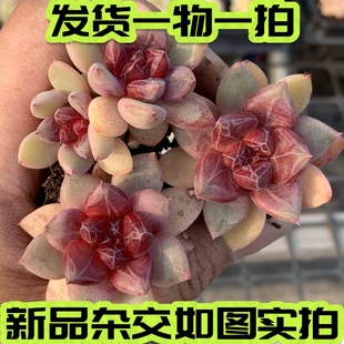 【七总】多肉，紫梦，杂交梦露暗纹糖心紫水晶睫毛爪子一物一拍