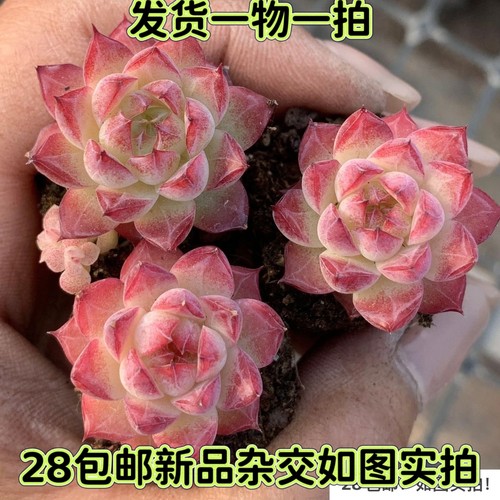一物一拍多肉暗纹红边女王玫瑰杂