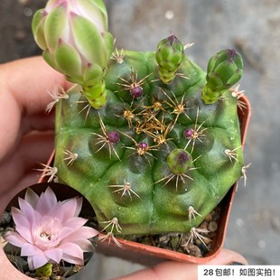 【七总】多肉,丽蛇牡丹,单头开花仙人球菲牡丹美观仙人掌多肉