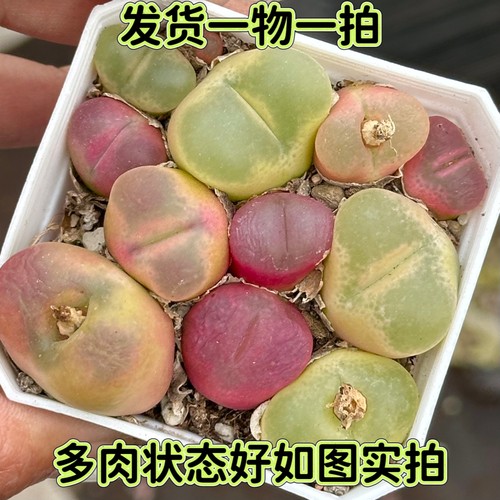 【七总】多肉，毛汉尼，番杏生石花灯泡绿色红色粉色带盆