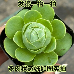 【七总】多肉，鸡蛋玫瑰，山地酒杯耶罗状态稀有好养便宜