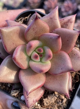 【七总】多肉，血罗，血色罗密欧血斑红色稀有罗卡罗宾乌木东云