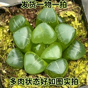 【七总】多肉，玻璃窗姬翠寿，大颗玉露十二卷寿芦荟玉扇
