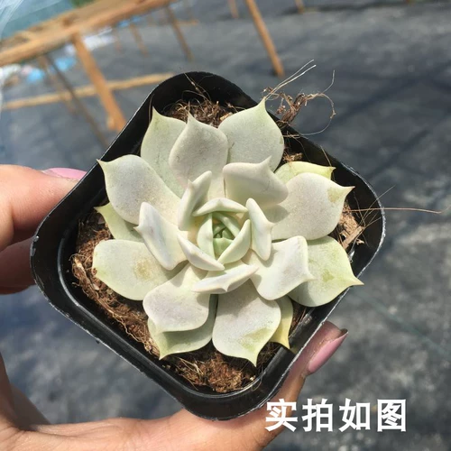 [Семь президента] Multi -Flesh, Luna Lotus, одиночная голова, редкая и красивая в штате, красивые и дешевые