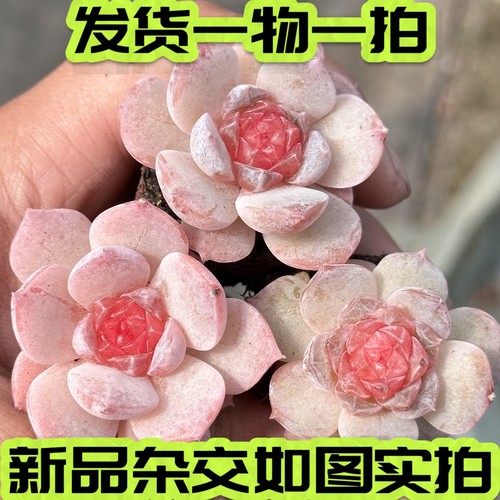 粉色糖心杂冰魄暗纹月影一物一拍