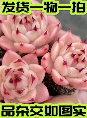 【七总】多肉，星耀，杂交麦秆暗纹爪子东云睫毛暗黑新品一物一拍