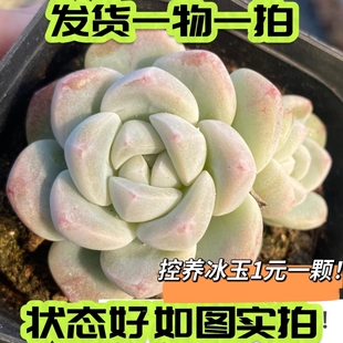 【七总】多肉,冰玉,奶油大颗群生整群稀有白底暗纹一物一拍