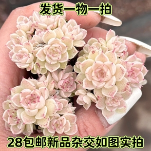 【七总】多肉，白露麦秆，群生珍妮蝴蝶叶麦秆杂交白底一物一拍