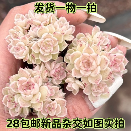 群生珍妮蝴蝶叶麦秆杂交一物一拍